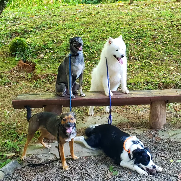 Turma de cães da Alphamigo sentada num banco de madeira, ao ar livre